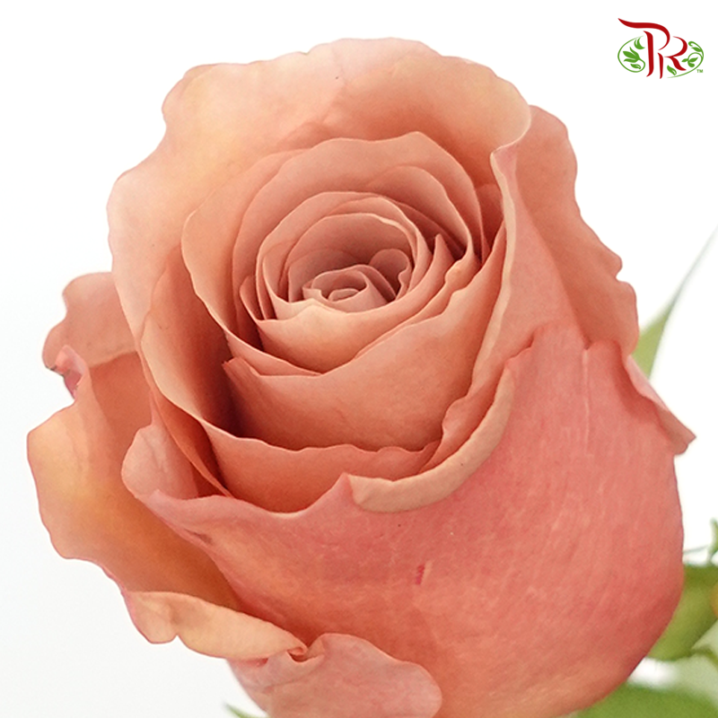 R'Prima Rose - RP Moab (25 Stems)-Vintage-Ecd-prflorist.com.my