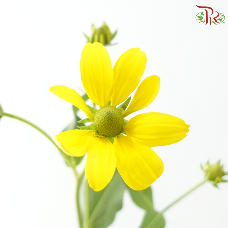 Rudbeckia (Cat Eye) - Yellow (5 Stems)-Yellow-Netherland-prflorist.com.my