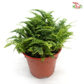 Ruffles Fern《蕾丝肾蕨》