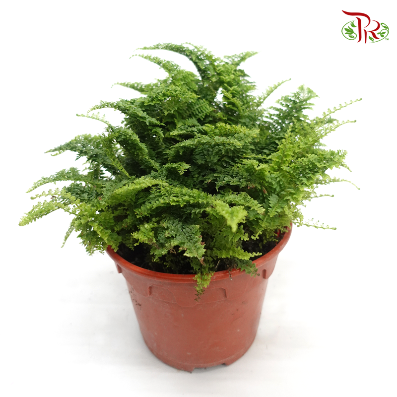 Ruffles Fern《蕾丝肾蕨》