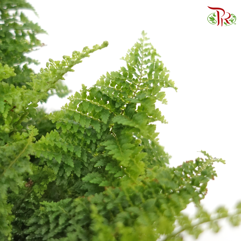 Ruffles Fern《蕾丝肾蕨》