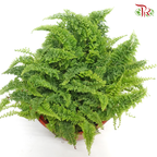 Ruffles Fern《蕾丝肾蕨》