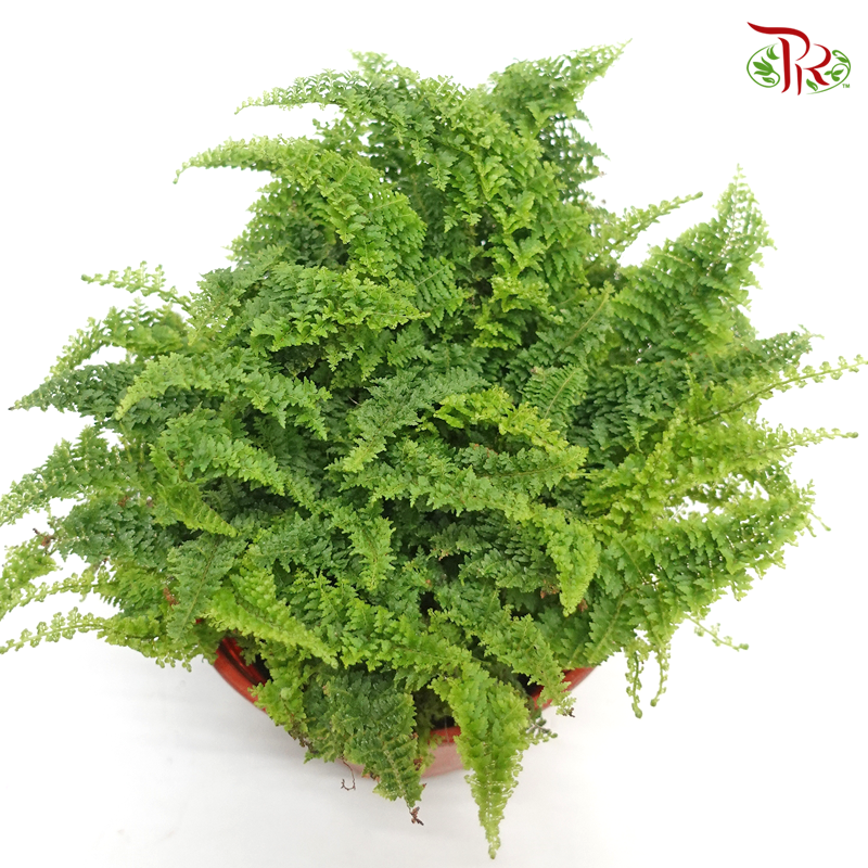 Ruffles Fern《蕾丝肾蕨》
