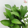 Ruscus Leaf - (S) (50 Stems)-Malaysia-prflorist.com.my
