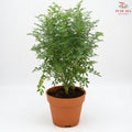 Ruta Graveolens《臭草》