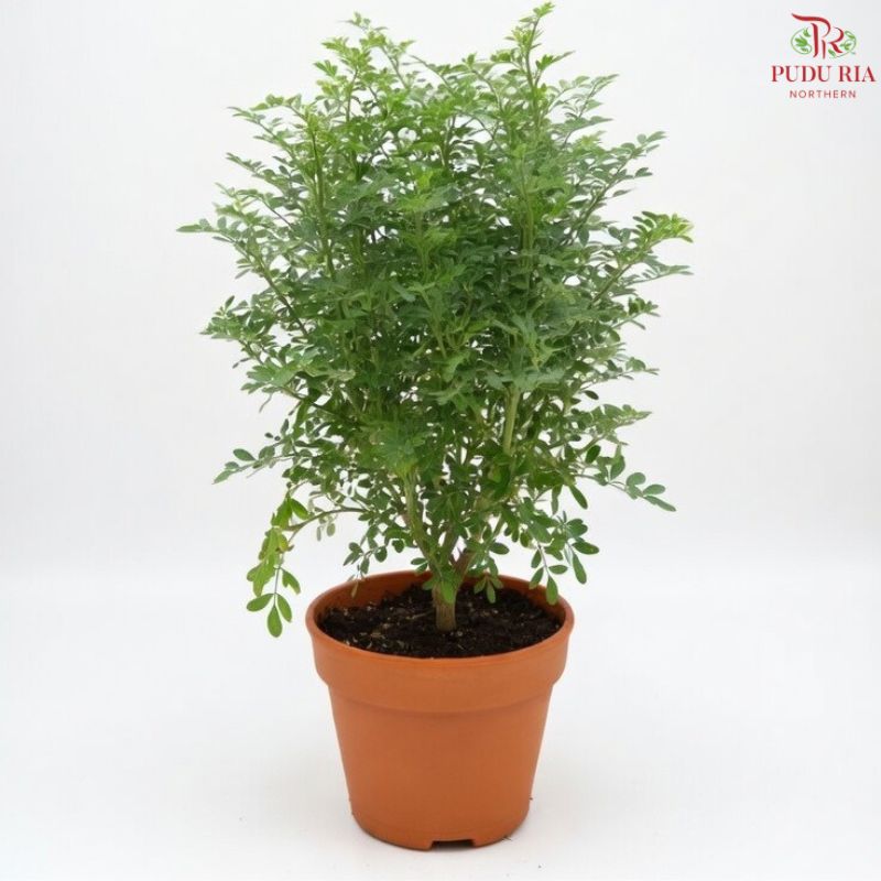 Ruta Graveolens《臭草》