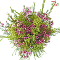 Safari Cape Cone Mix Bouquet - #24 (Per Bunch) **Random Choose Cone/Fillers-Africa-prflorist.com.my