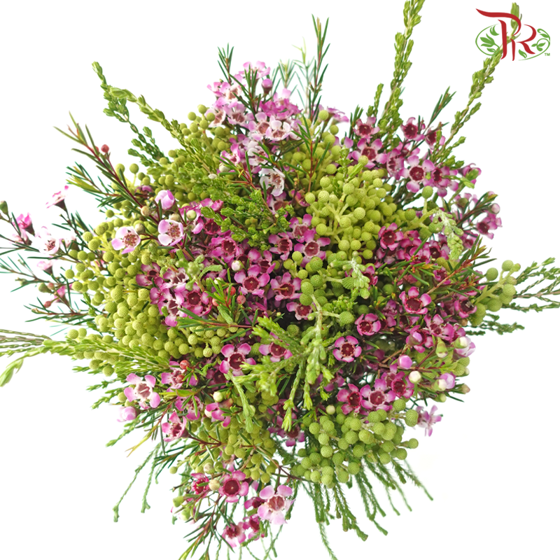 Safari Cape Cone Mix Bouquet - #24 (Per Bunch) **Random Choose Cone/Fillers-Africa-prflorist.com.my