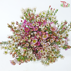 Safari Cape Cone Wax Bouquet - #25 (Per Bunch) **Random Choose Cone/Fillers-Africa-prflorist.com.my