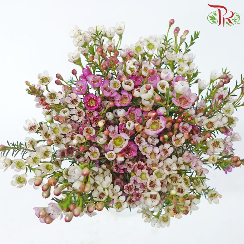 Safari Cape Cone Wax Bouquet - #25 (Per Bunch) **Random Choose Cone/Fillers-Africa-prflorist.com.my
