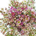 Safari Cape Cone Wax Bouquet - #25 (Per Bunch) **Random Choose Cone/Fillers-Africa-prflorist.com.my