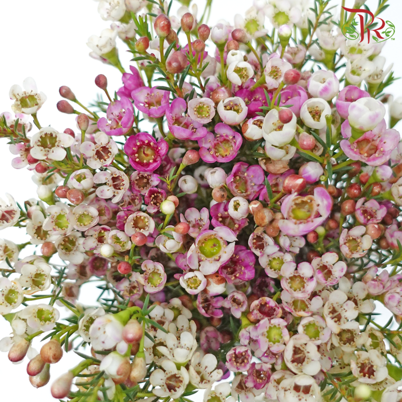 Safari Cape Cone Wax Bouquet - #25 (Per Bunch) **Random Choose Cone/Fillers-Africa-prflorist.com.my