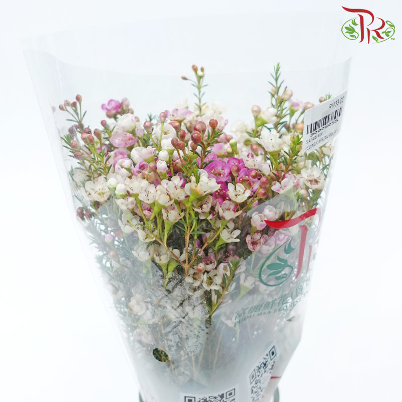 Safari Cape Cone Wax Bouquet - #25 (Per Bunch) **Random Choose Cone/Fillers-Africa-prflorist.com.my