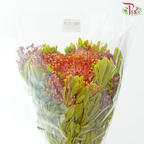 Safari Premium Bouquet **Random Cone/Fillers