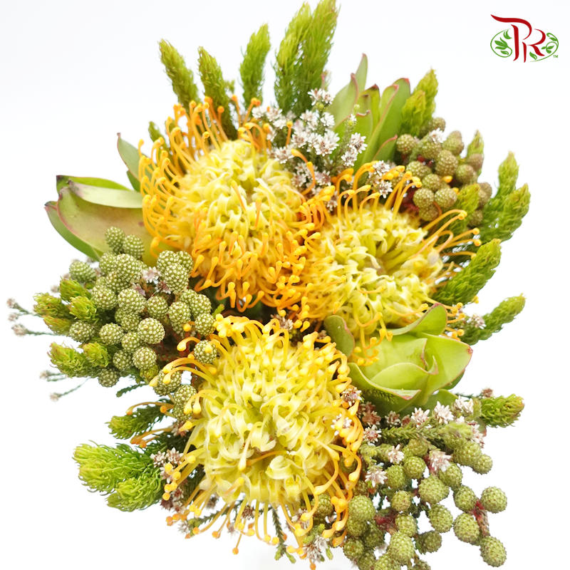 Safari Leucospermum - (Per Bunch) - Pudu Ria Florist