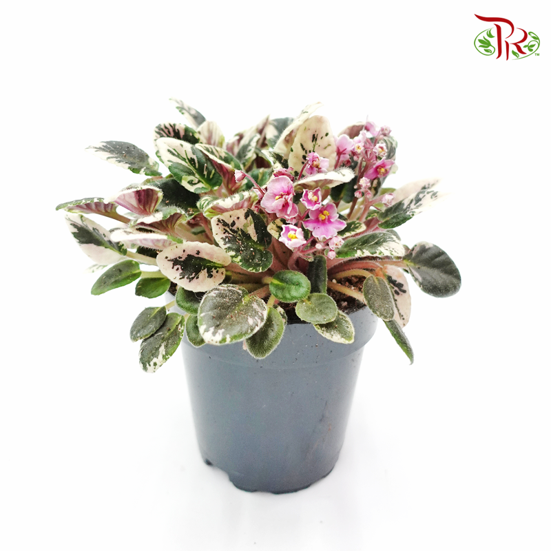 Saintpaulia Joy’s Pink Halo 《紫蘿蘭》-Pudu Ria Florist-prflorist.com.my
