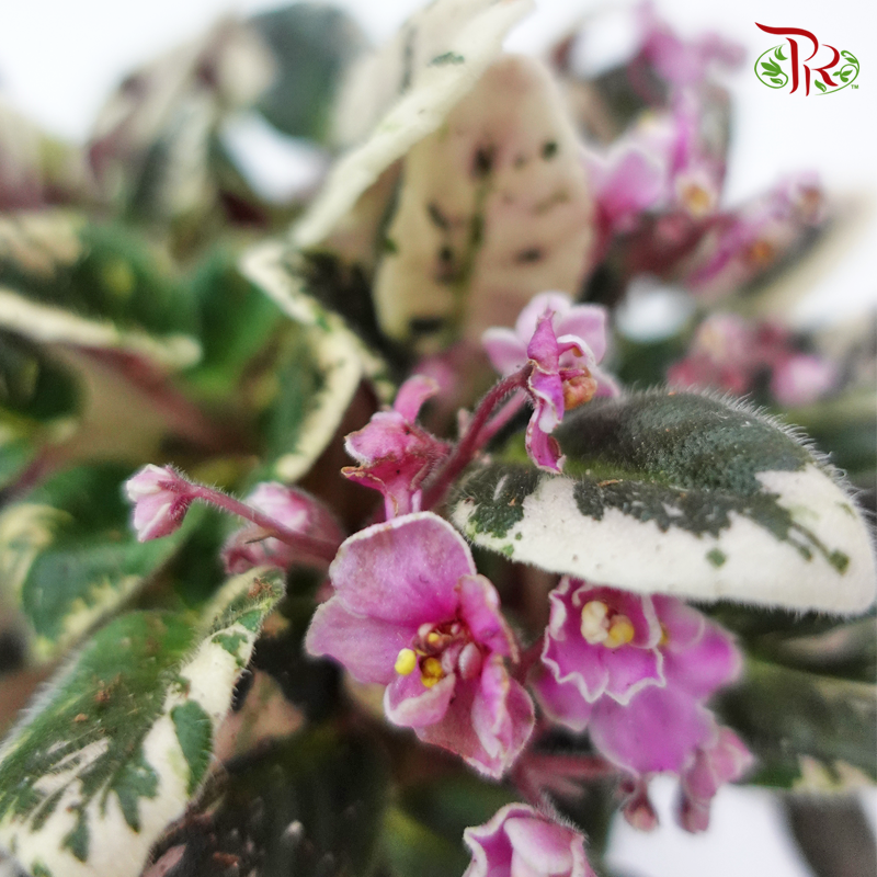 Saintpaulia Joy’s Pink Halo 《紫蘿蘭》-Pudu Ria Florist-prflorist.com.my