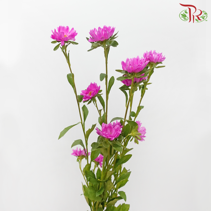 Sakura Daisy - Cherry Pink (Per Bunch)-Cherry Pink-China-prflorist.com.my