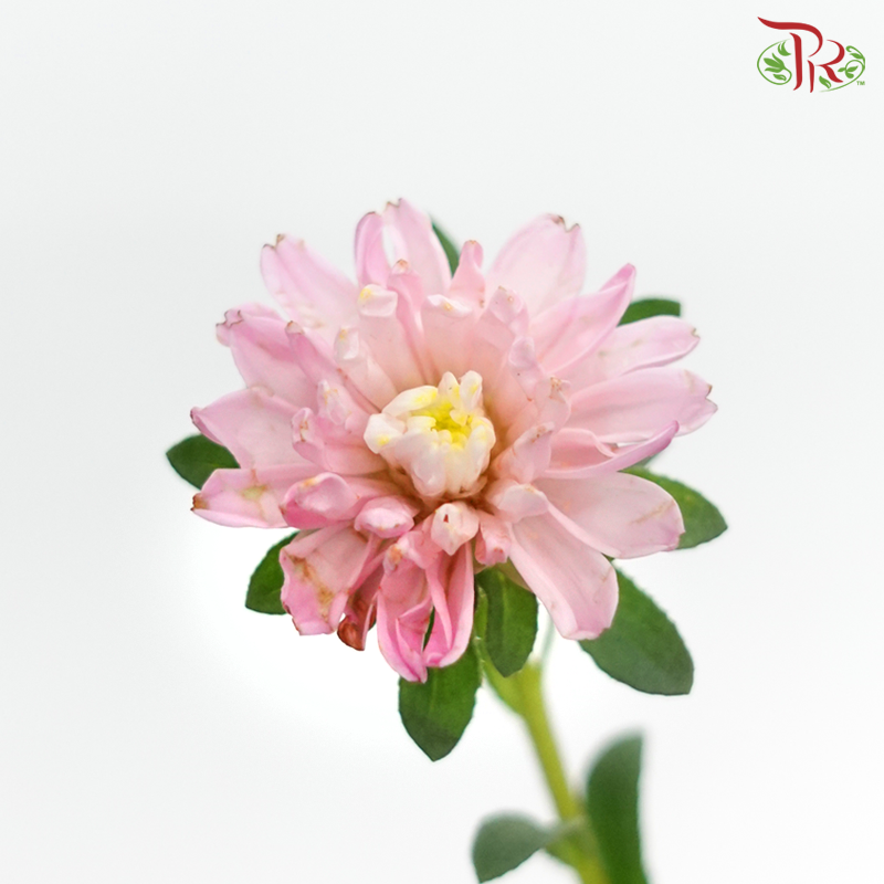Sakura Daisy - Pink (Per Bunch)-Pink-China-prflorist.com.my