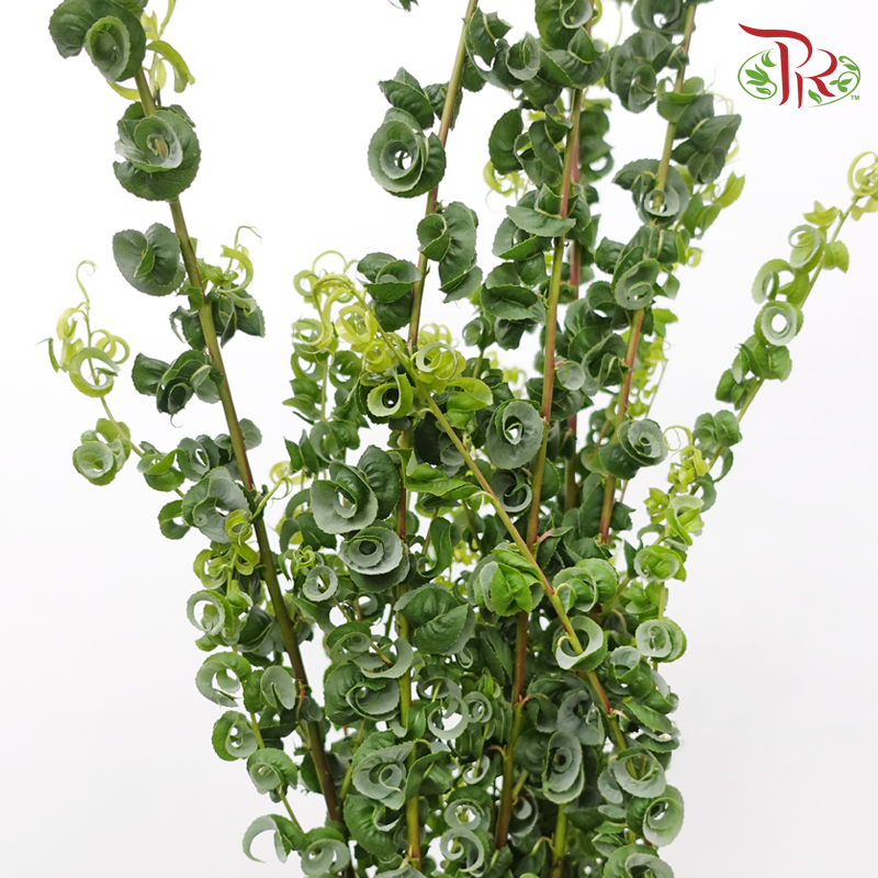 Salix Babylonica (5 Stems)-Japan-prflorist.com.my