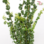 Salix Babylonica (5 Stems)-Japan-prflorist.com.my