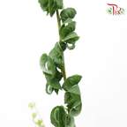 Salix Babylonica (5 Stems)-Japan-prflorist.com.my