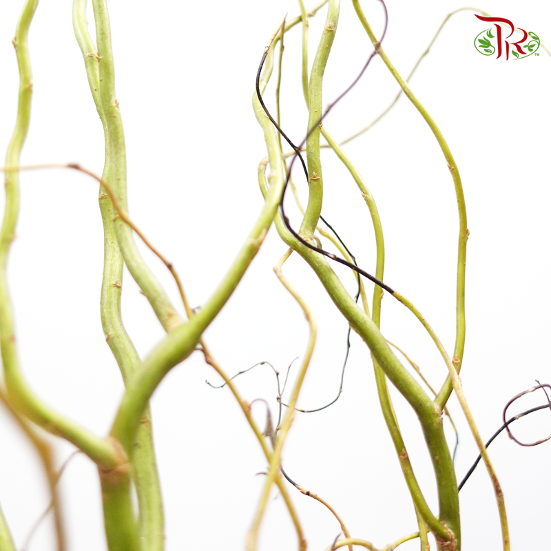 Salix Natural (3 Stems)-Pudu Ria Florist-prflorist.com.my