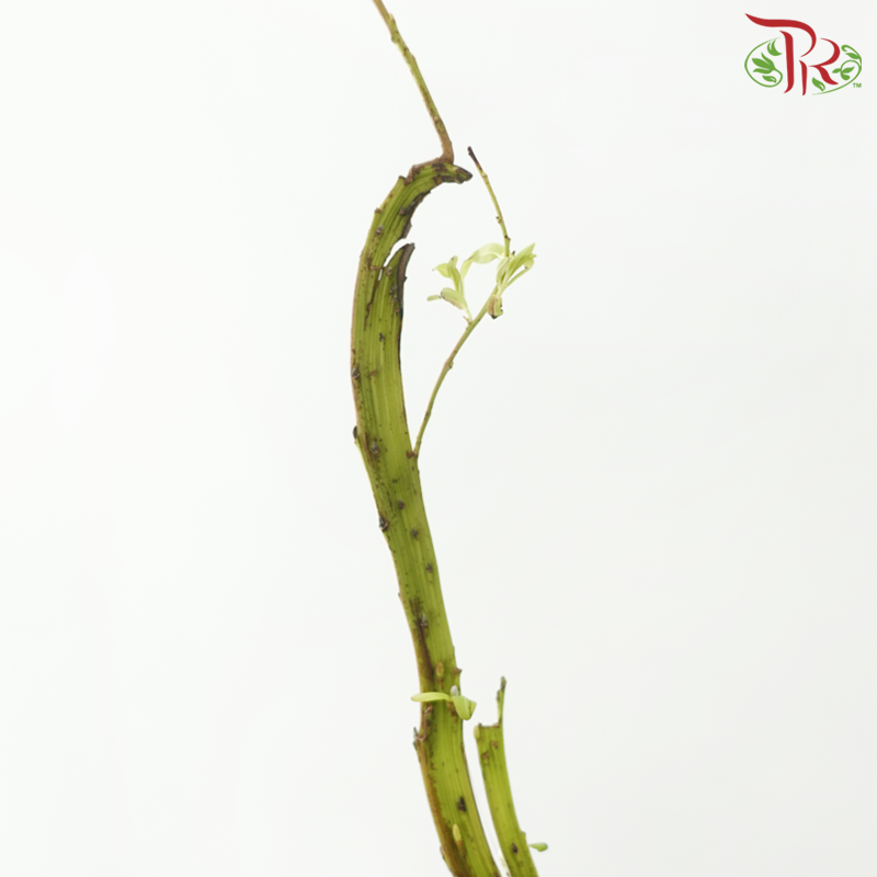 Salix Udensis (5 Stems)-Japan-prflorist.com.my