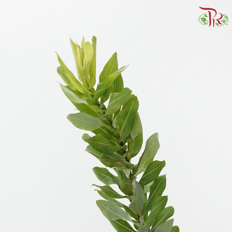 Salix Udensis-Import-prflorist.com.my