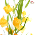 Sandersonia Aurantiaca - ( 2 Stems )-Netherland-prflorist.com.my