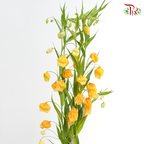 Sandersonia Aurantiaca - ( 2 Stems )-Netherland-prflorist.com.my