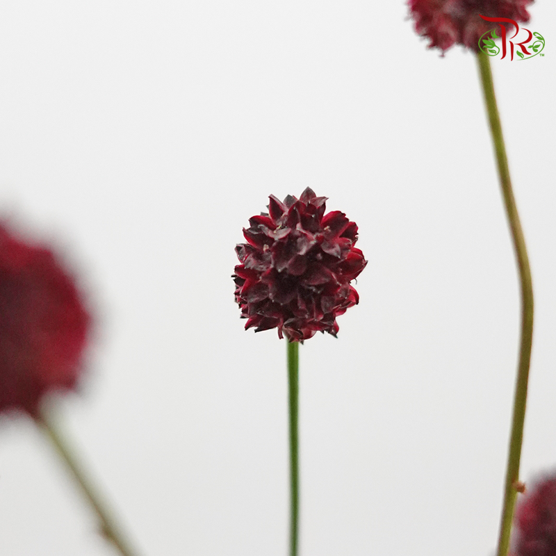 Sanguisorba - (5 Stems) (Fragile)-Netherland-prflorist.com.my