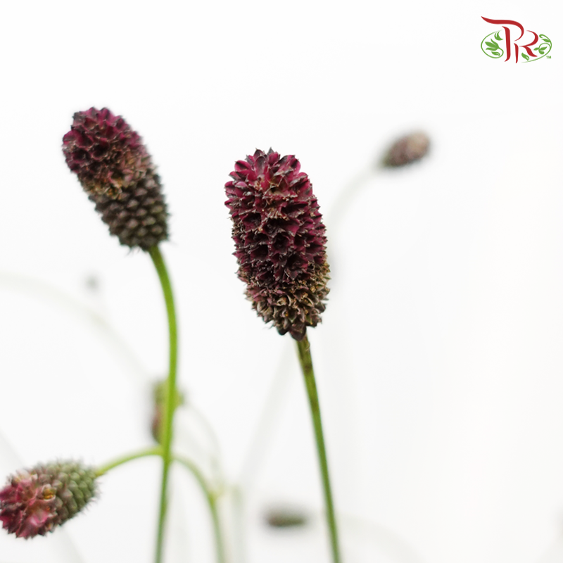 Sanguisorba (5 Stems)-Japan-prflorist.com.my