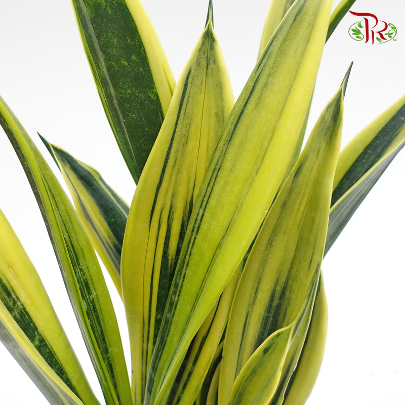 Sansevieria Laurentii Gold   《虎尾兰》 - Pudu Ria Florist