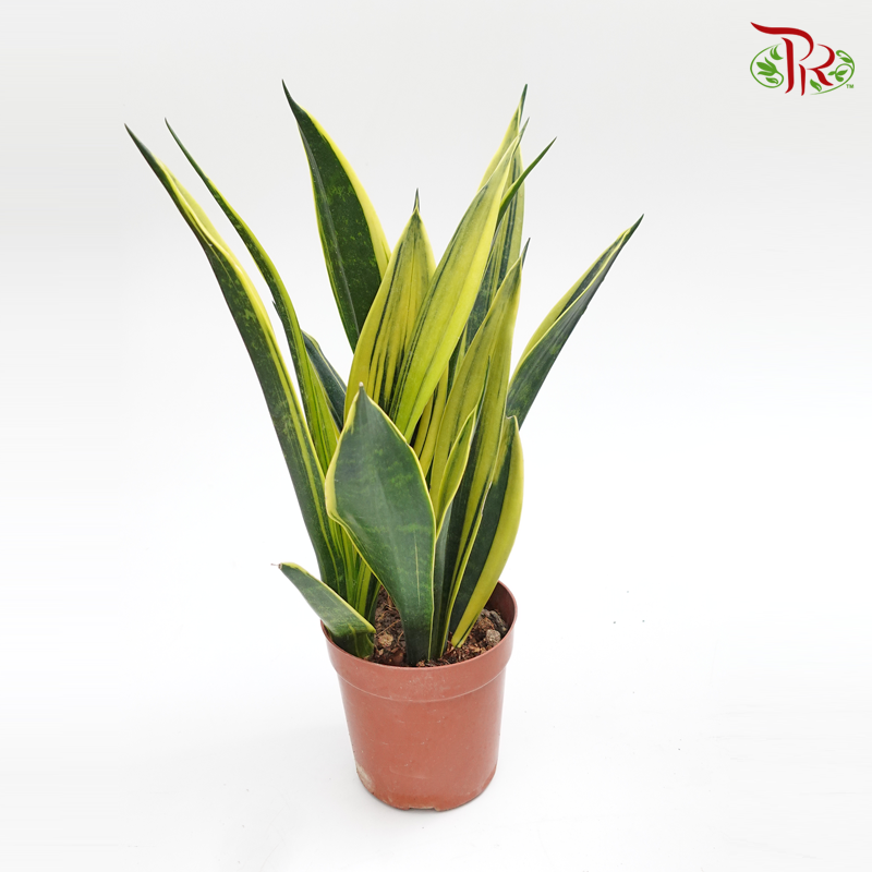 Sansevieria Laurentii Gold   《虎尾兰》 - Pudu Ria Florist