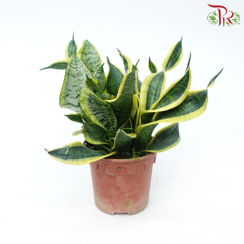 Sansevieria Curly P150《虎尾兰》