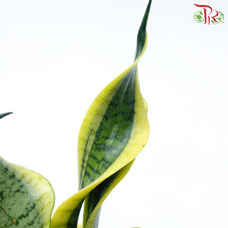 Sansevieria Curly P150《虎尾兰》