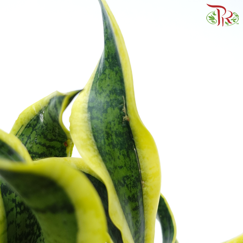 Sansevieria Curly P150《虎尾兰》
