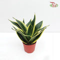 Sansevieria Golden Hanii 《金边短叶虎尾兰》- DARK GREEN-Pudu Ria Florist-prflorist.com.my