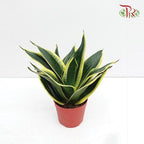 Sansevieria Golden Hanii 《金边短叶虎尾兰》- DARK GREEN-Pudu Ria Florist-prflorist.com.my