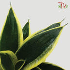 Sansevieria Golden Hanii 《金边短叶虎尾兰》- DARK GREEN-Pudu Ria Florist-prflorist.com.my