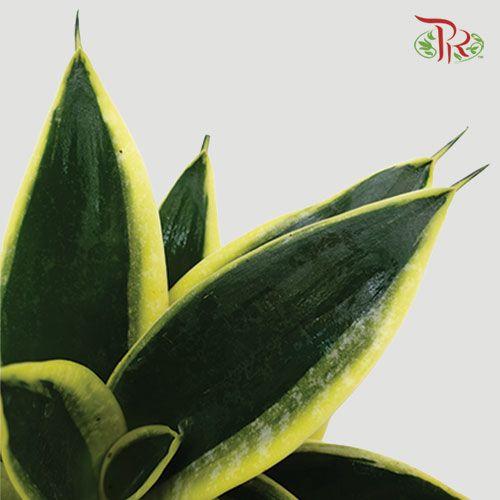 Sansevieria Golden Hanii 《金边短叶虎尾兰》- DARK GREEN-Pudu Ria Florist-prflorist.com.my