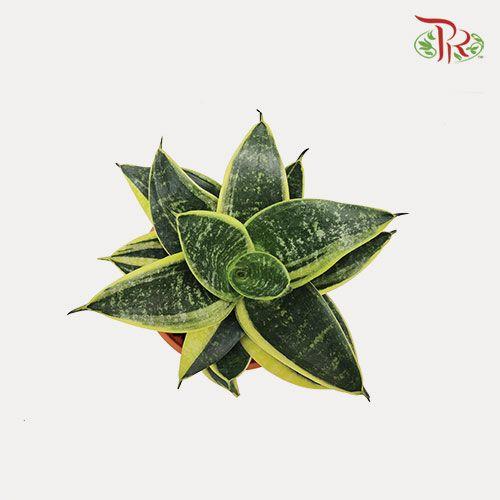 Sansevieria Golden Hanii 《金边短叶虎尾兰》- green