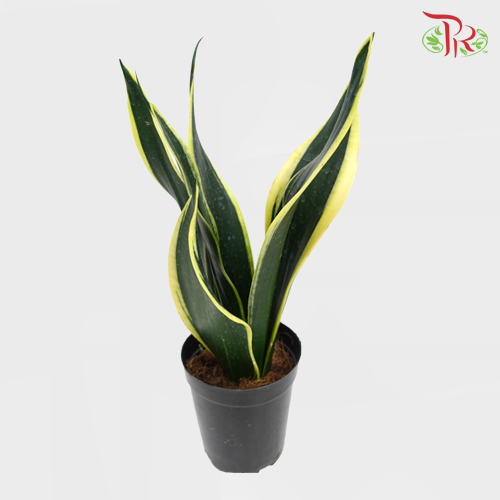 Sansevieria Laurentii-Pudu Ria Florist-prflorist.com.my
