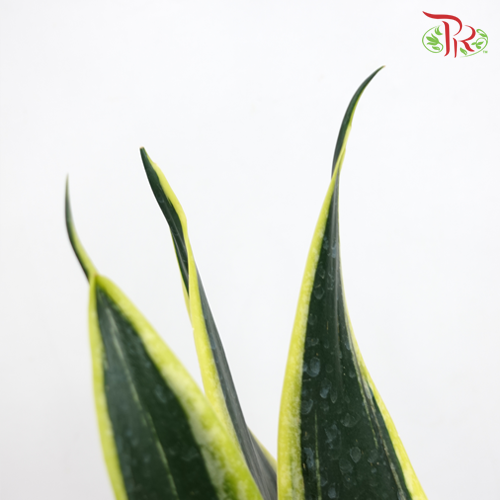 Sansevieria Laurentii-Pudu Ria Florist-prflorist.com.my