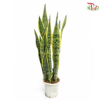 Sansevieria Laurentii P250《金边虎尾兰》T09
