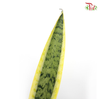 Sansevieria Laurentii P250《金边虎尾兰》T09