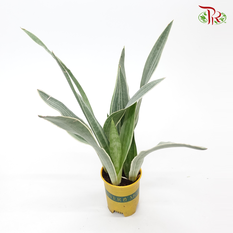Sansevieria Sayuri《雪纹虎尾兰》-Pudu Ria Florist-prflorist.com.my