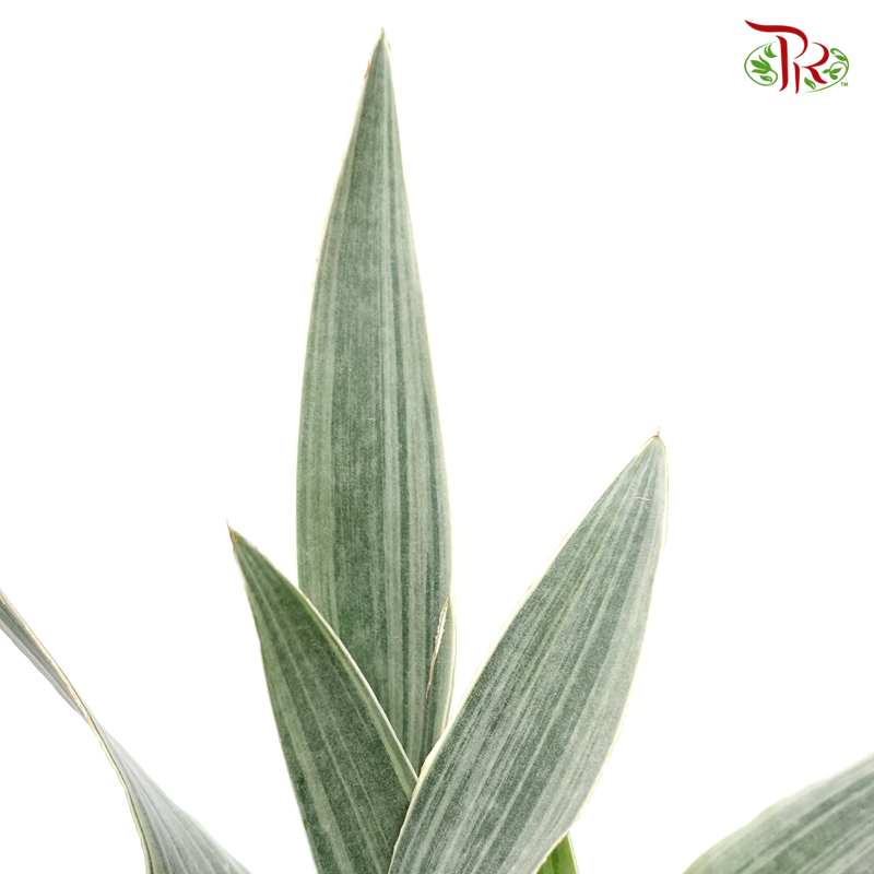 Sansevieria Sayuri《雪纹虎尾兰》-Pudu Ria Florist-prflorist.com.my