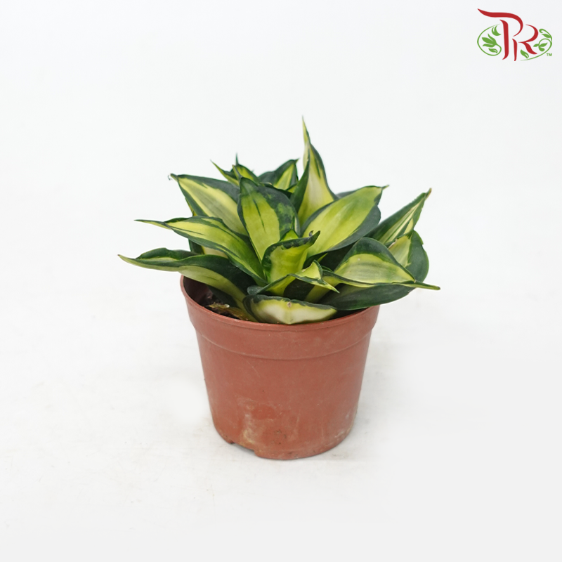 Sansevieria Twister P90《旋转虎尾兰》